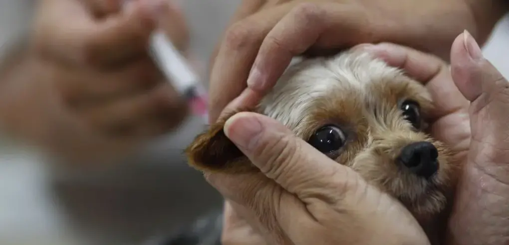 What Popular Diseases Do Dog Vaccination in Regina Prevent?