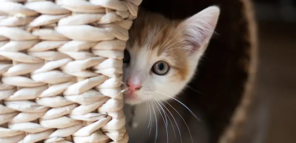 Your Cat is Hiding - Stress or Silent Emergency?