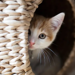 Your Cat is Hiding - Stress or Silent Emergency?
