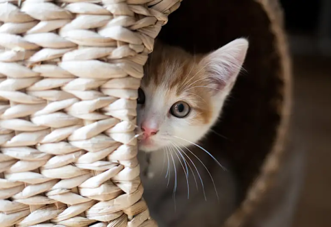 Your Cat is Hiding - Stress or Silent Emergency?